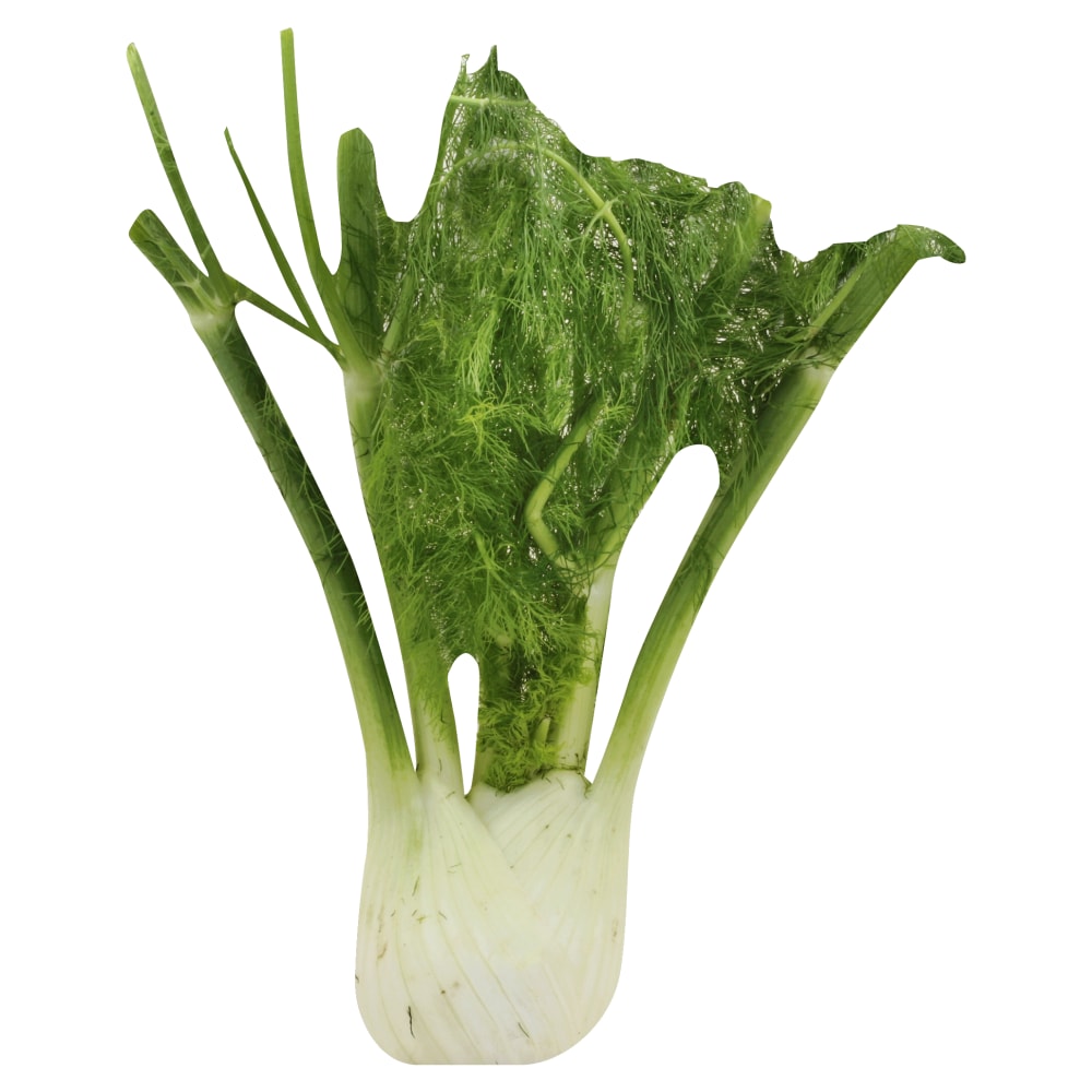 Fresh Fennel