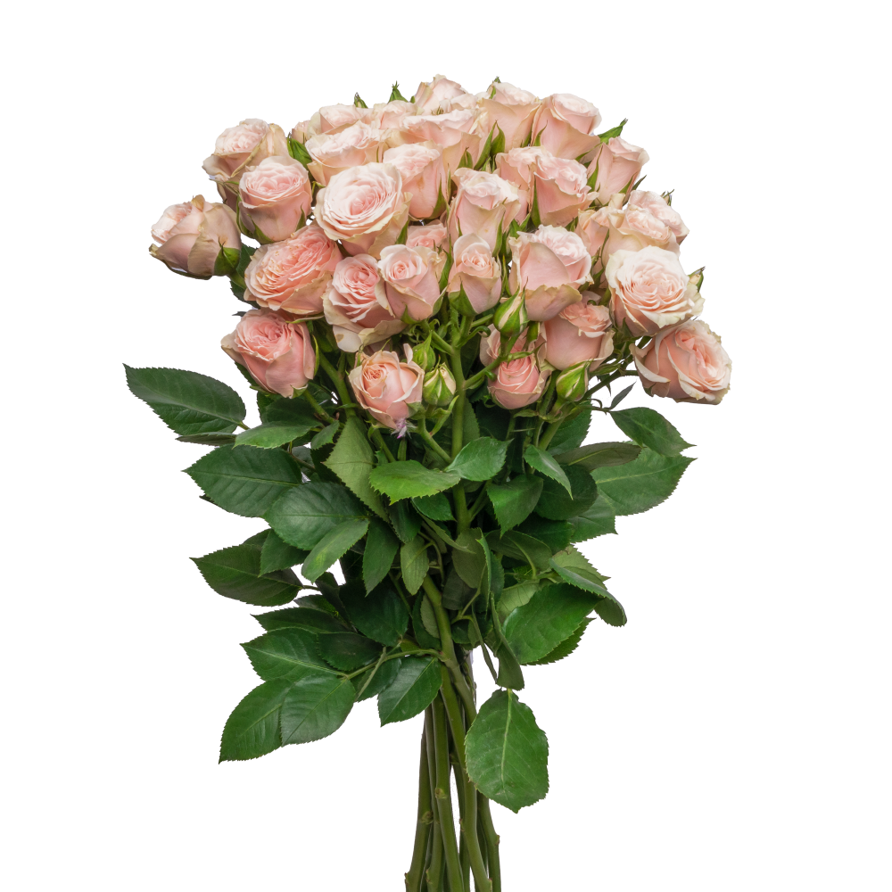 Garden Spray Roses