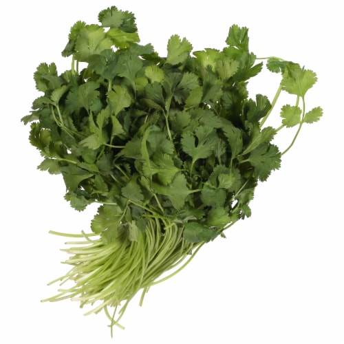 Organic Cilantro Organic Cilantro