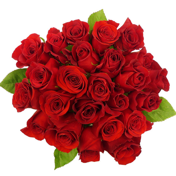 Two Dozen Premium Red Roses